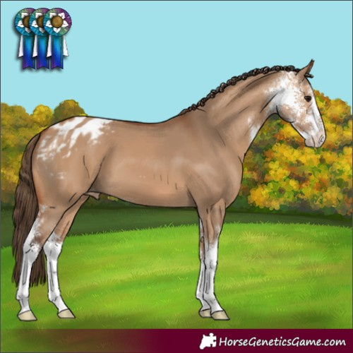 Horse Color:Bay Dun Sabino Varnish 
