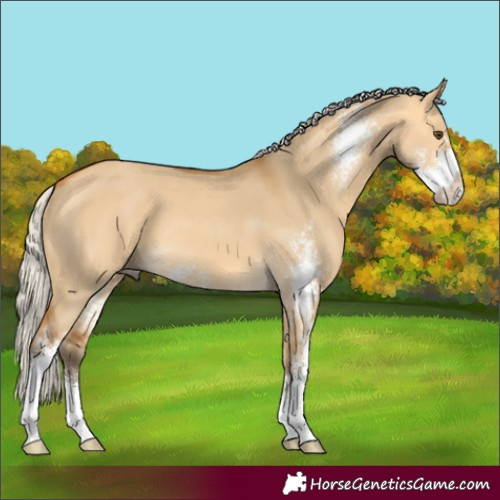 Horse Color:Silver Buckskin Dun Sabino 