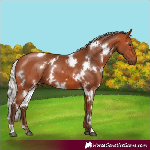 Horse Color:White Spotted Silver Bay 