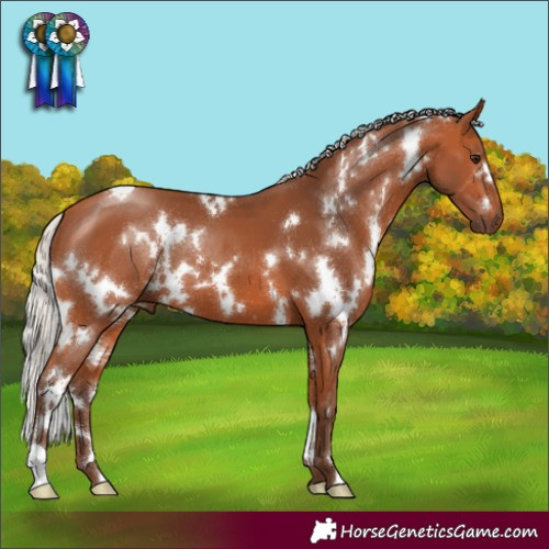 Horse Color:White Spotted Silver Bay 