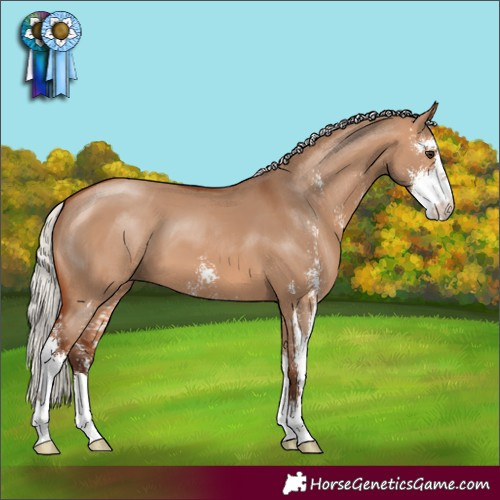Horse Color:Silver Bay Dun Sabino 
