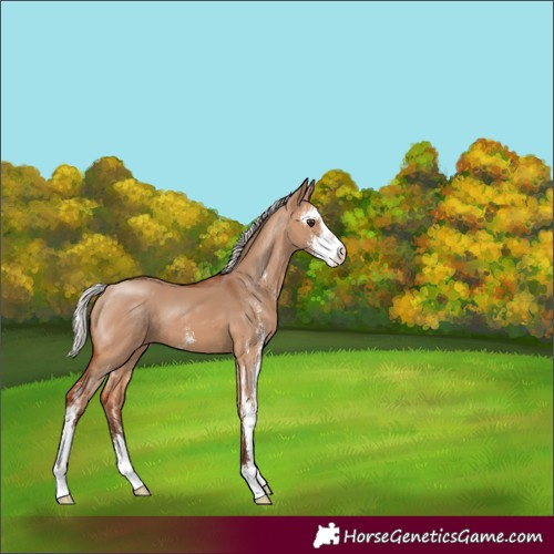 Horse Color:Silver Bay Dun Sabino 