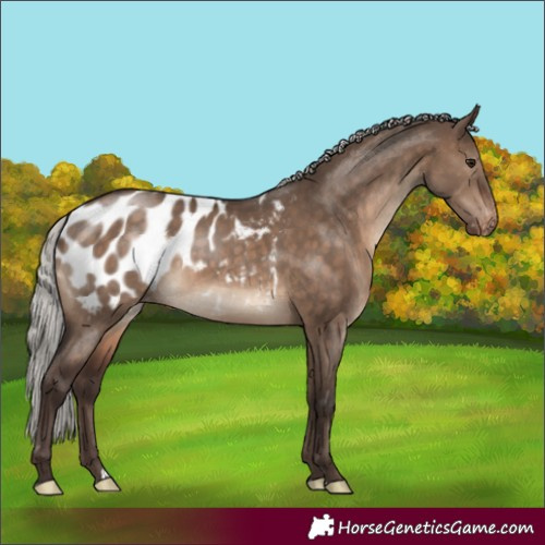 Horse Color:Silver Brown Dun Blanket 