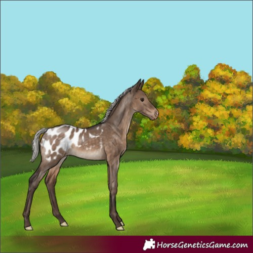 Horse Color:Silver Brown Dun Blanket 