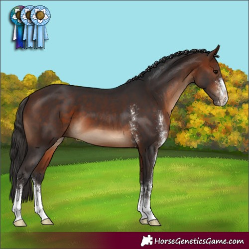 Horse Color:Bay Sabino 