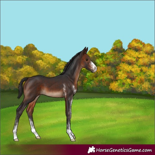 Horse Color:Bay Sabino