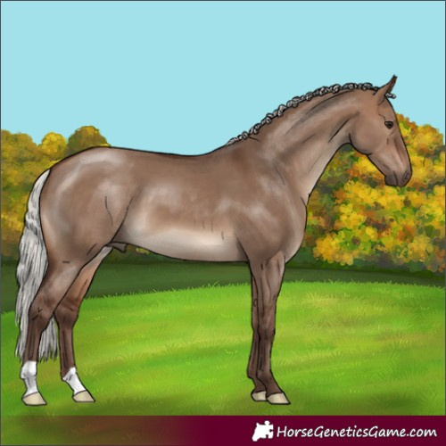 Horse Color:Silver Brown Dun