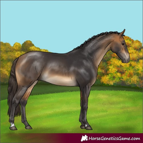 Horse Color:Buckskin