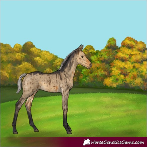 Horse Color:Silver Buckskin Dun Brindle 