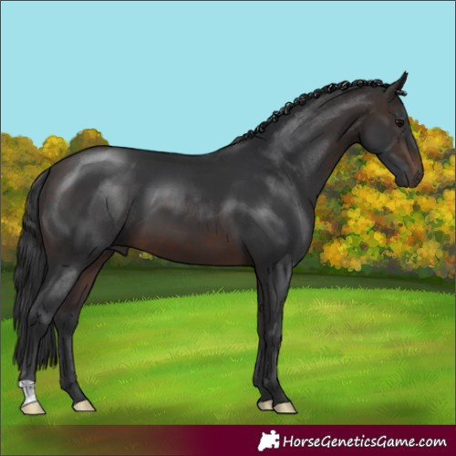 Horse Color:Brown 