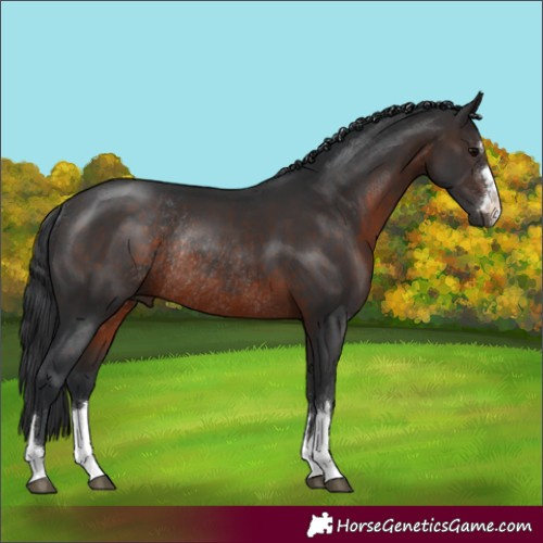Horse Color:Brown Rabicano