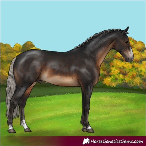 Horse Color:Gray Silver Brown Sabino