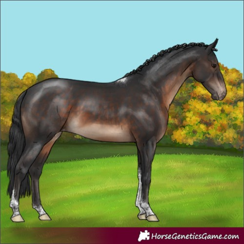 Horse Color:Brown Tobiano Varnish Rabicano