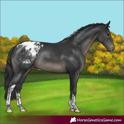 Horse Color:Black Tobiano Blanket Rabicano
