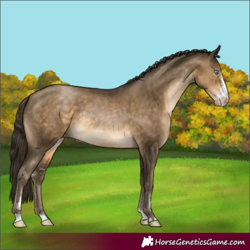 Horse Color:Gray Buckskin Pearl Sabino Rabicano 
