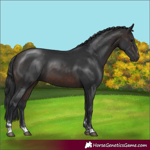 Horse Color:Brown 