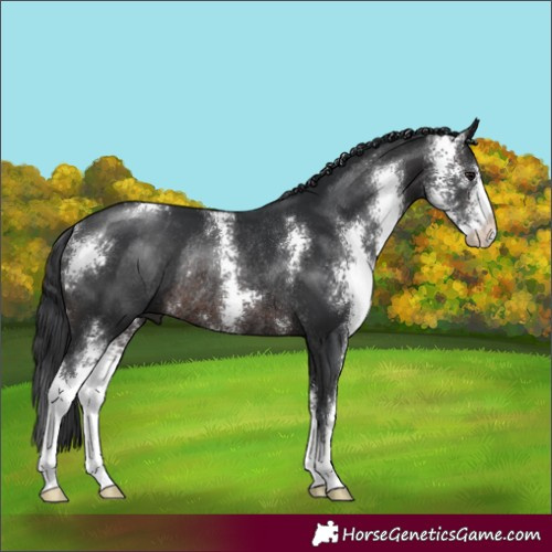 Horse Color:Brown Sabino Rabicano