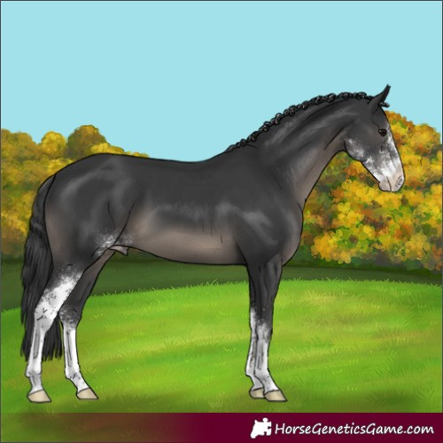 Horse Color:Black Sabino 