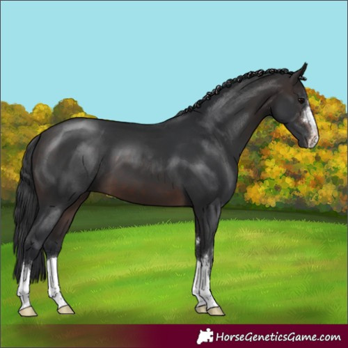 Horse Color:Brown 