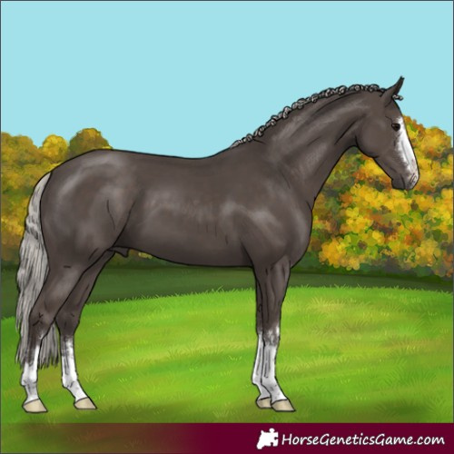 Horse Color:Silver Black