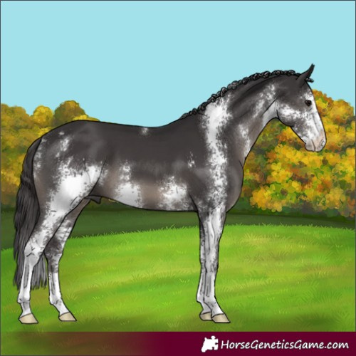 Horse Color:Smoky Black Sabino