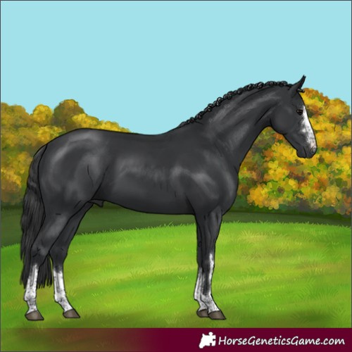 Horse Color:Black Rabicano