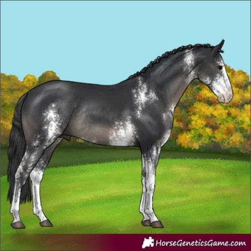 Horse Color:Black Sabino Rabicano