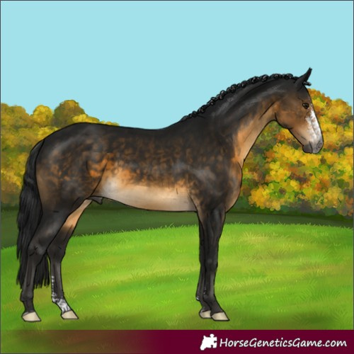 Horse Color:Gray Buckskin Sabino Rabicano 