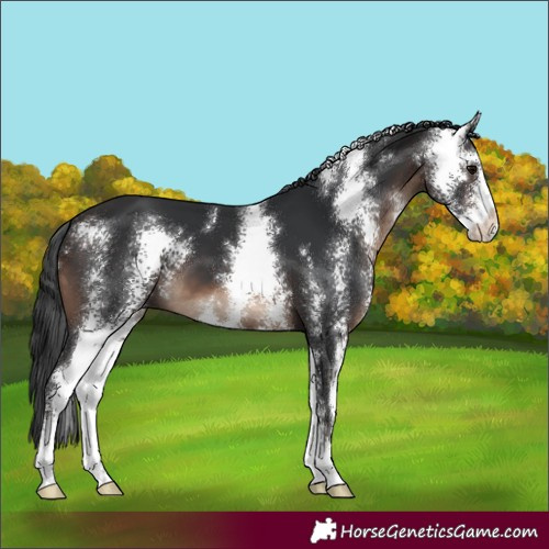 Horse Color:Brown Sabino 