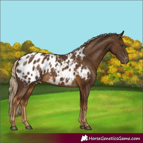 Horse Color:Chocolate Palomino Blanket