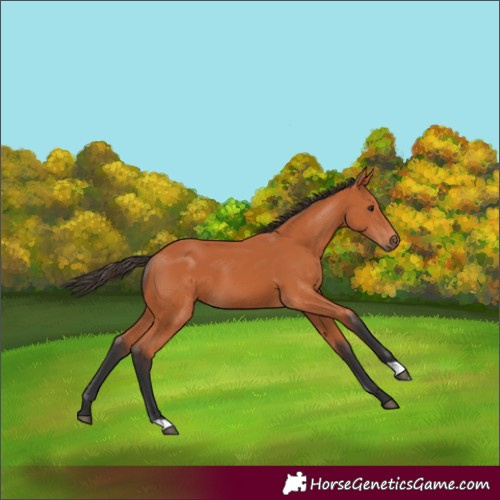 Horse Color:Bay 