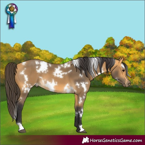 Horse Color:White Spotted Buckskin 