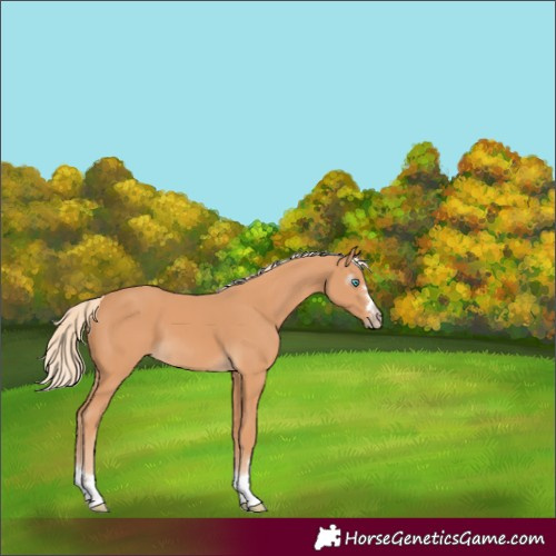 Horse Color:Gray Cremello 