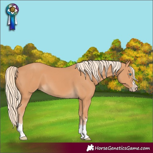 Horse Color:Gray Cremello