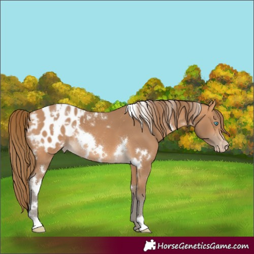 Horse Color:Gray White Spotted Perlino Blanket Rabicano 