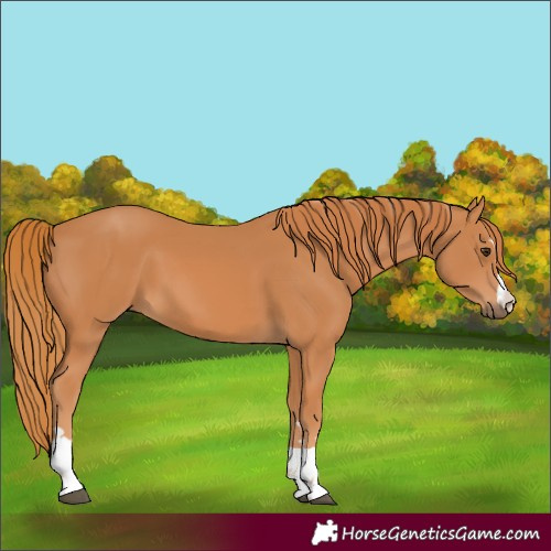 Horse Color:Unknown 