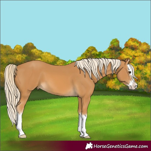 Horse Color:Palomino Splash