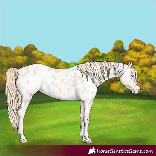 Horse Color:White Spotted Perlino Near Leopard 