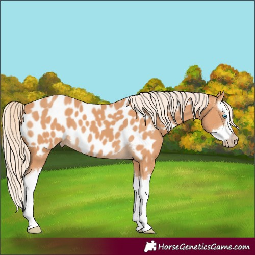 Horse Color:Gray Cremello Splash Near Leopard 