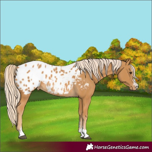 Horse Color:Palomino Blanket