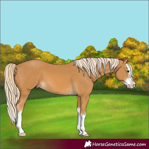 Horse Color:Palomino Splash