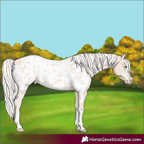 Horse Color:Cremello Blanket