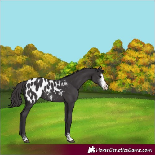 Horse Color:Smoky Black Sabino Appaloosa
