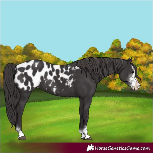 Horse Color:Smoky Black Sabino Blanket