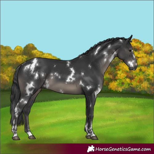 Horse Color:White Spotted Black