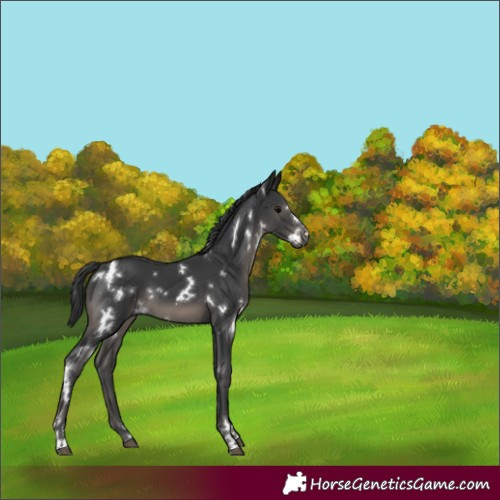Horse Color:White Spotted Black 