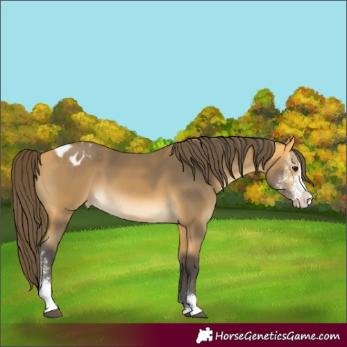 Horse Color:Buckskin Sabino Varnish 
