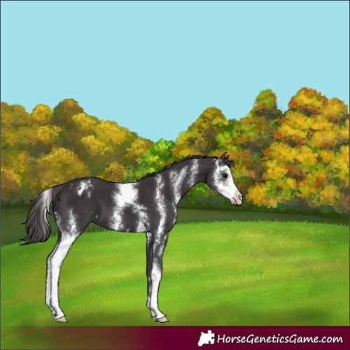 Horse Color:Smoky Black Sabino Appaloosa