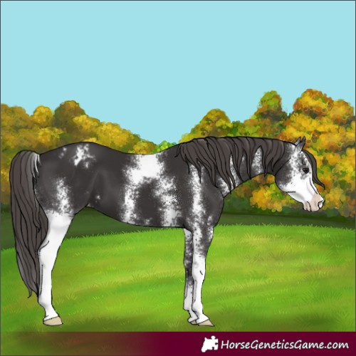 Horse Color:Smoky Black Sabino Varnish