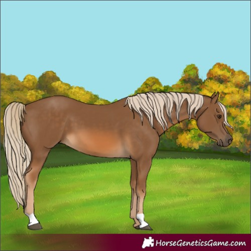 Horse Color:Chocolate Palomino 